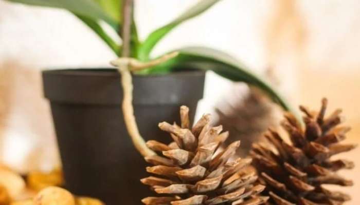 Saxsının içinə şam qozası qoyun -  Səbəb