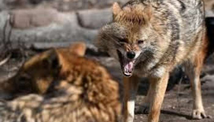 Ucarda vəhşi çaqqal hücumu    - Yaralananlar var