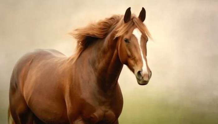 Atın alnındakı ağ ləkələr təsadüf deyil -  Görün, nə üçündür...