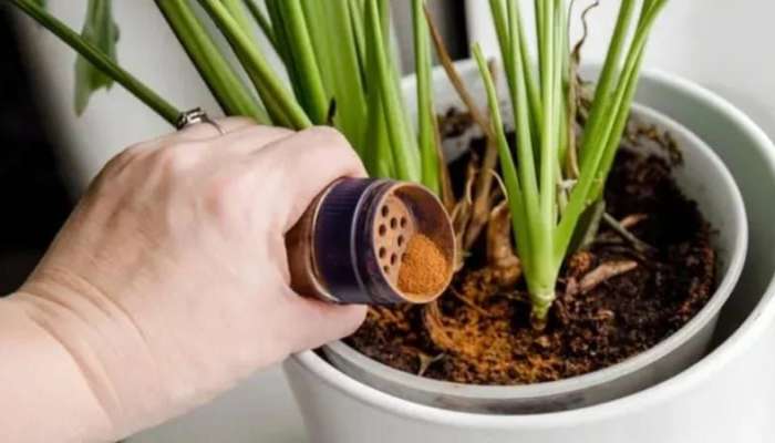 Qarışqalar bu qoxuya nifrət edir:  Bitkiləri xilas edən ədviyyat