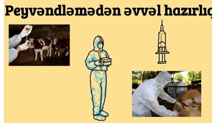 Heyvanlar necə peyvənd olunur? -  VİDEO