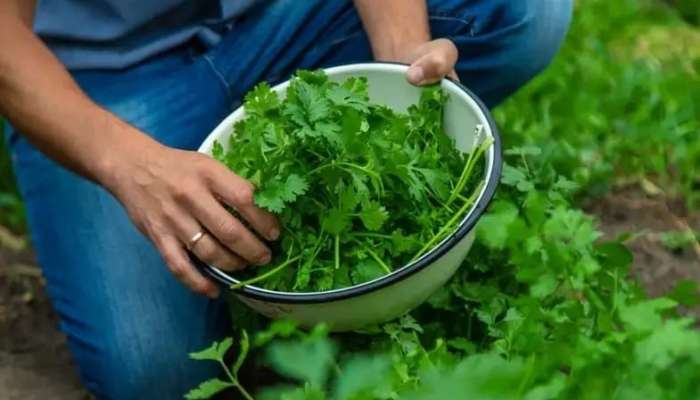 Tərkibində portağaldan üç dəfə çox C vitamini var -  Cəfərinin faydaları