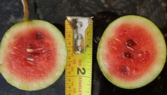 Ana –bala yumurta boyda qarpız    yetişdirir