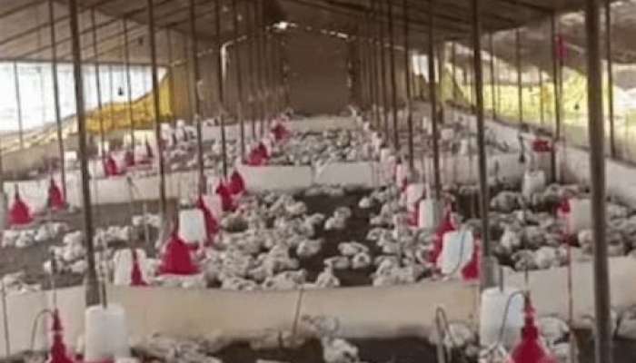 Toydan gələn yüksək səsdən     bir ferma toyuq qırıldı