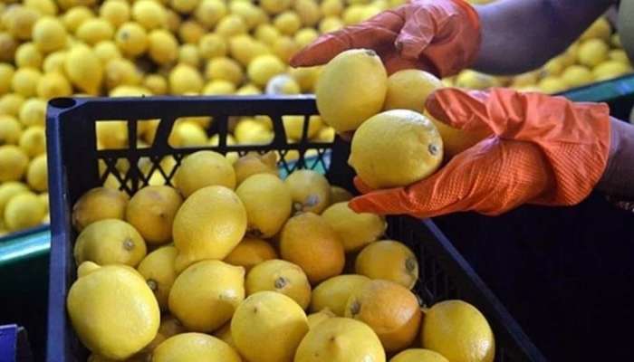 Limon seçərkən buna diqqət edin! 