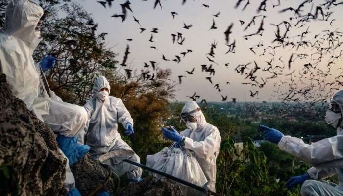 Yarasalarda yeni bir koronavirus variantı  kəşf edildi