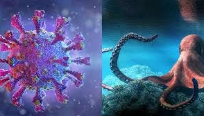 Yayılan qəribə virus  – Soyuqdəyməyə bənzəyən Kraken