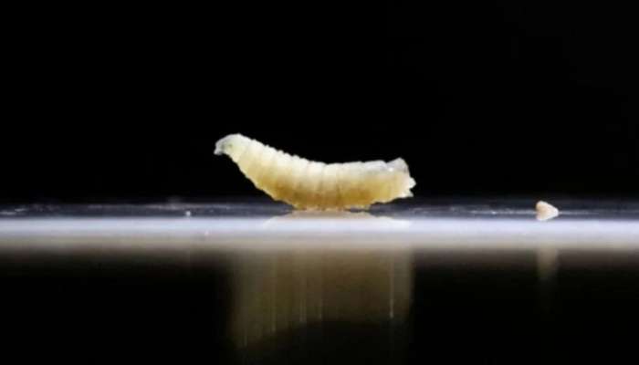 ABŞ-də 60 ildən sonra  ət yeyən parazit xəbərdarlığı-Təhlükəsi var?