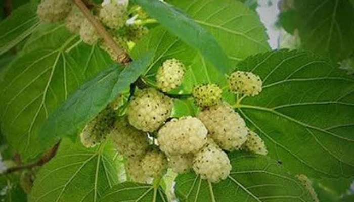 Tut yarpağı şəkəri necə salır? 