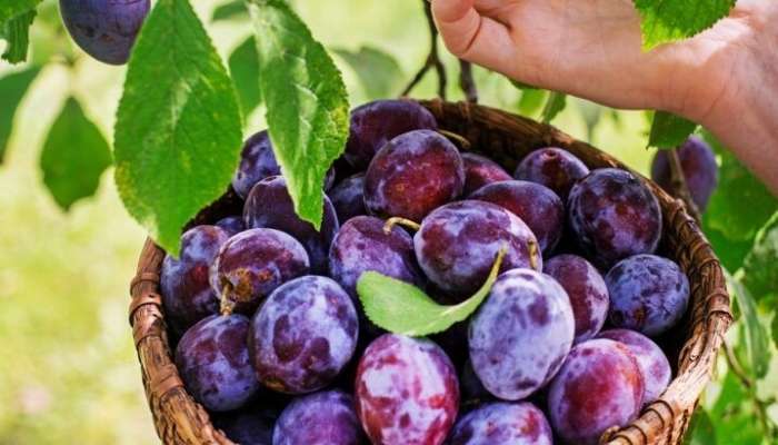 Gavalını belə saxlamaq olmaz – tez xarab olur 