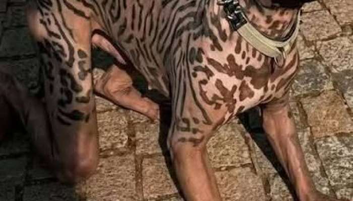 2,5 milyon pulu var idi, it olmaq üçün  xərclədi