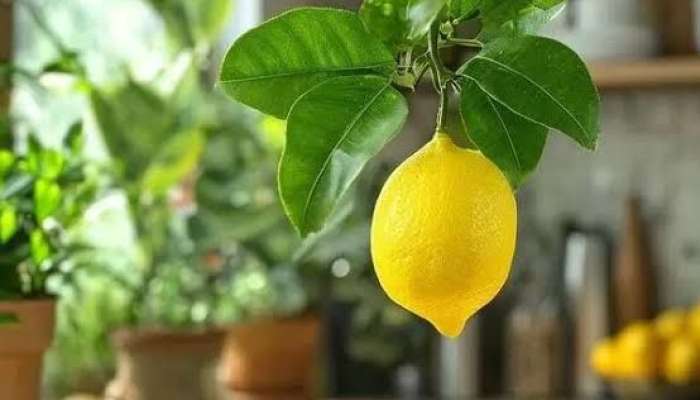 Keçmiş sevgilisinə 1847 limon  göndərdi  