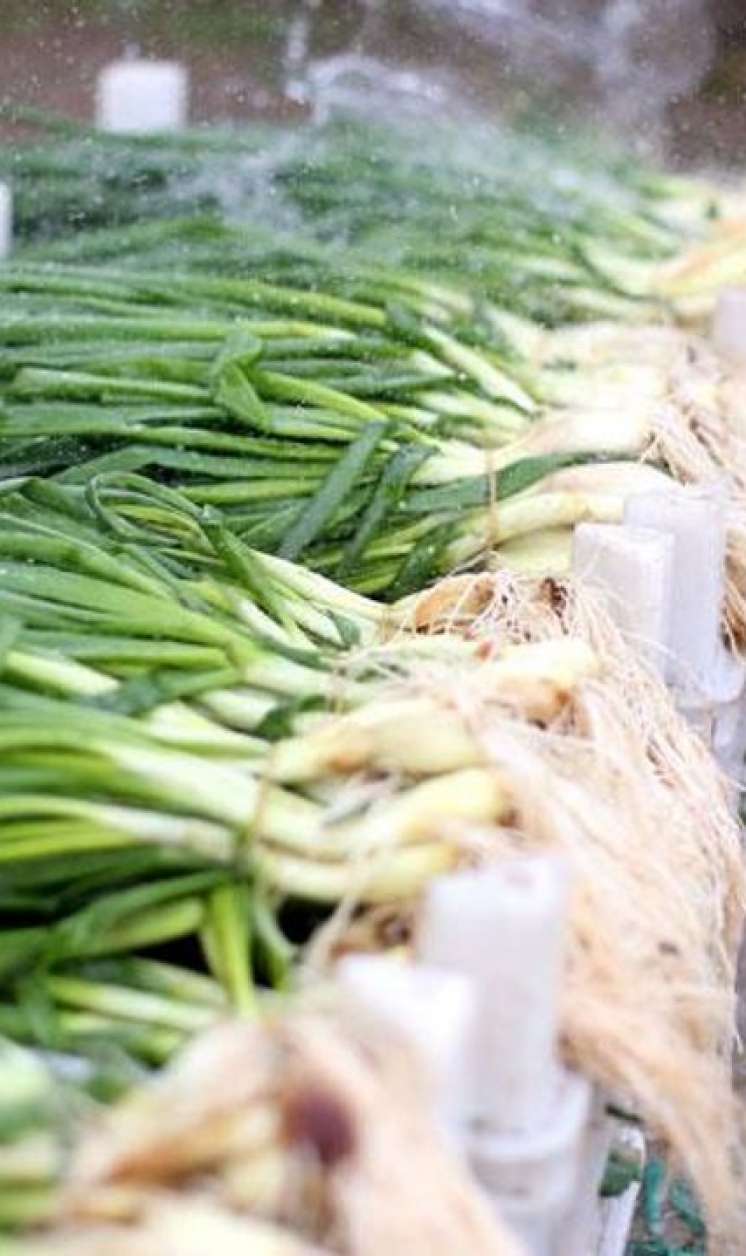 Sağlamlığınız üçün möcüzə:  Yaşıl soğanın faydaları