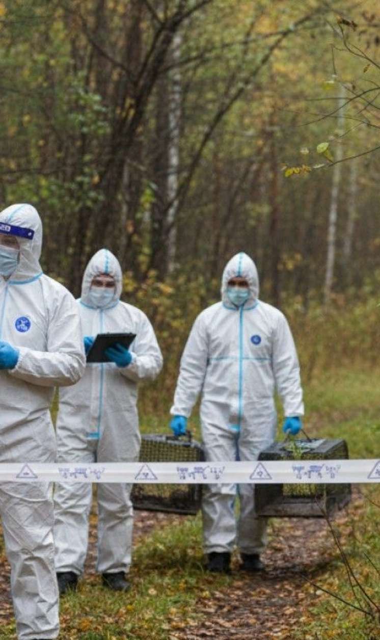 Rusiyada daha bir regionda quduzluğa görə – Karantin 