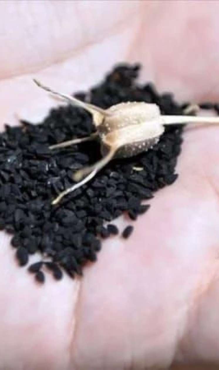 Peyğəmbərin təriflədiyi toxum:  Hər gün 2-3 ədəd udun