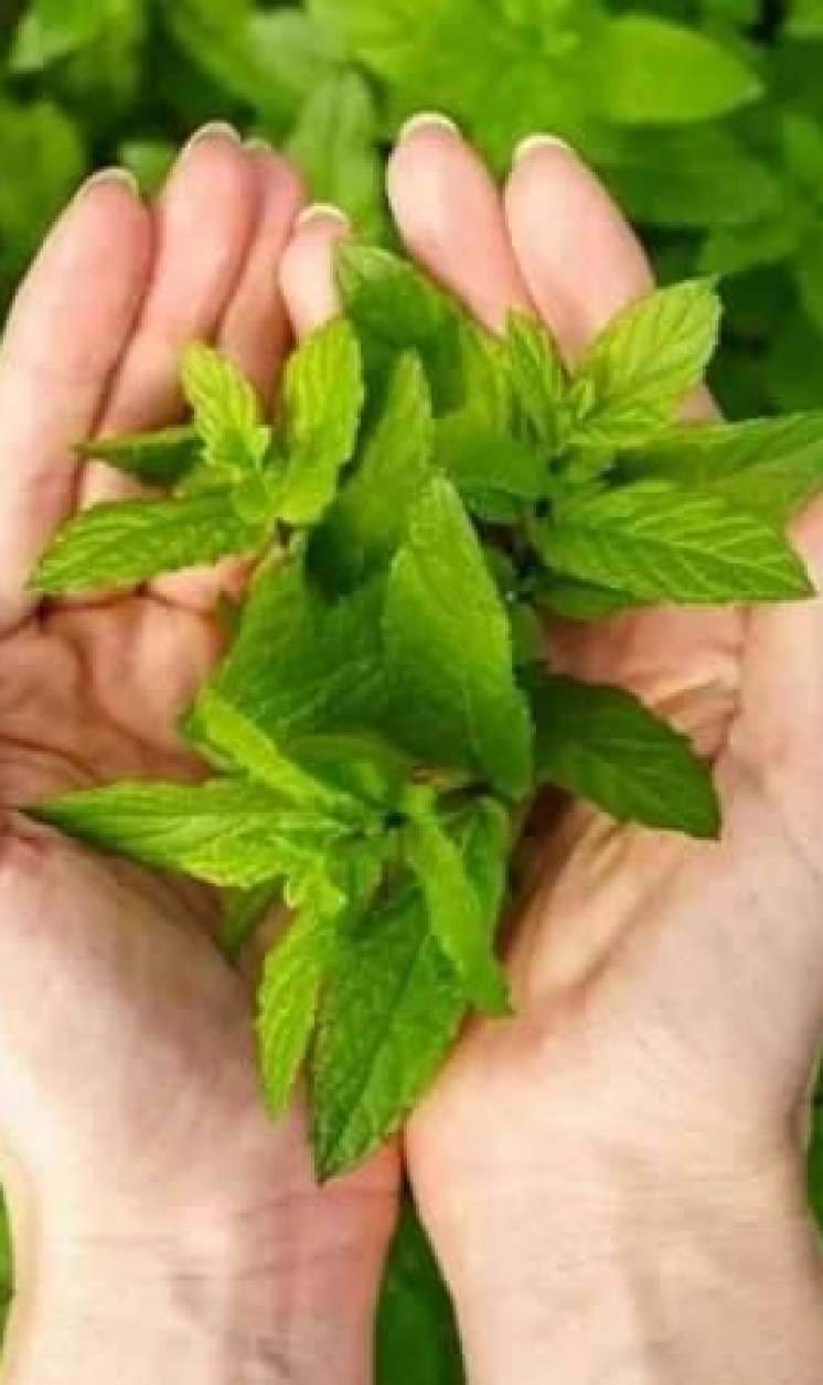 İştahanı "öldürən" bitki:  Səhərlər 1-2 ədəd çeynəyin