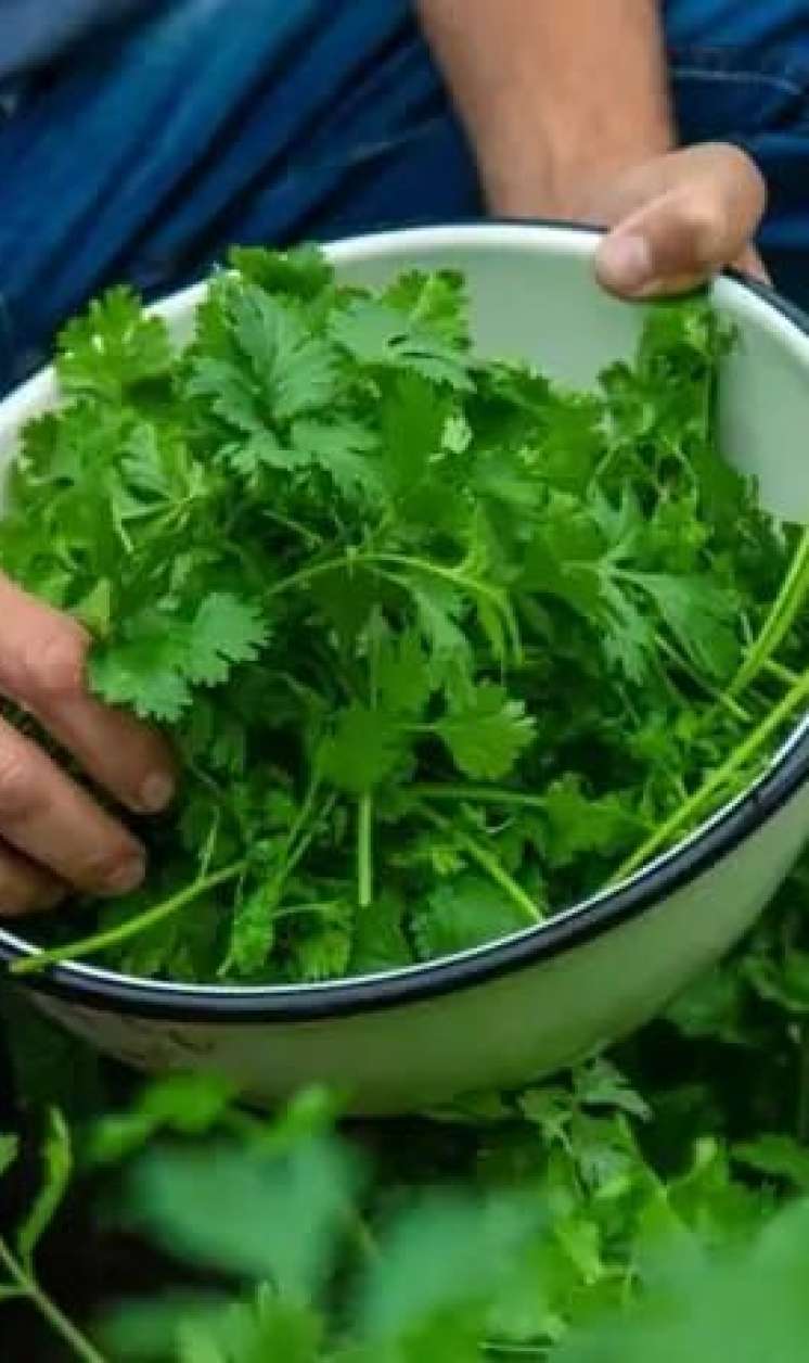 Tərkibində portağaldan üç dəfə çox C vitamini var -  Cəfərinin faydaları