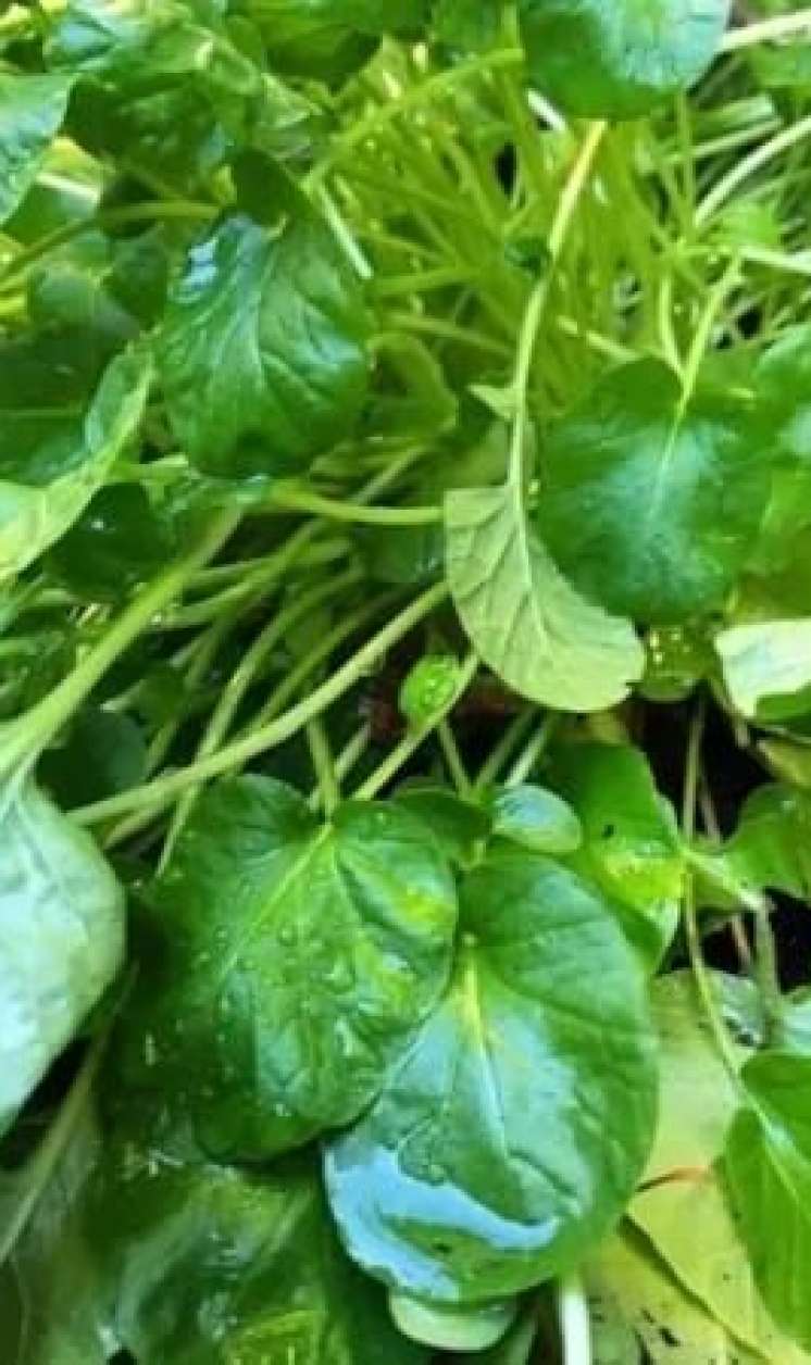 Allergiyanı dayandıran göyərti:  1 ovuc...