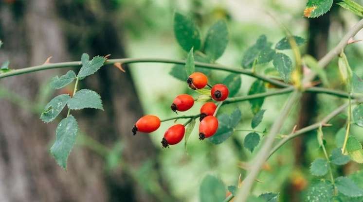 Ürəyin dərmanı, xərçəngdən qoruyan   - ucuz bitki