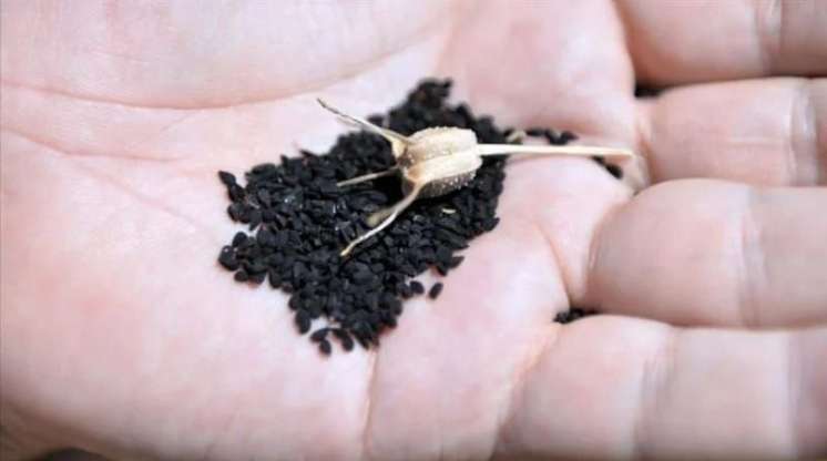 Peyğəmbərin təriflədiyi toxum:  Hər gün 2-3 ədəd udun