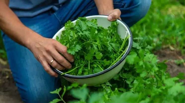 Tərkibində portağaldan üç dəfə çox C vitamini var -  Cəfərinin faydaları