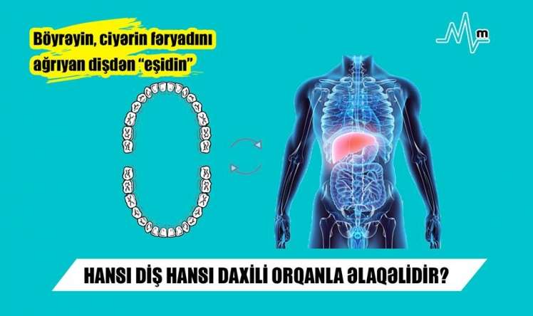  - Böyrəyin, ciyərin fəryadını ağrıyan dişdən “eşidin” HANSI DİŞ HANSI DAXİLİ ORQANLA ƏLAQƏLİDİR?