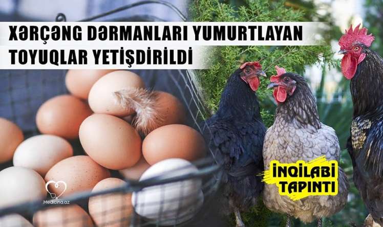  - Bu toyuqlar xərçəng dərmanları yumurtlayacaq! İNQİLABİ TAPINTI