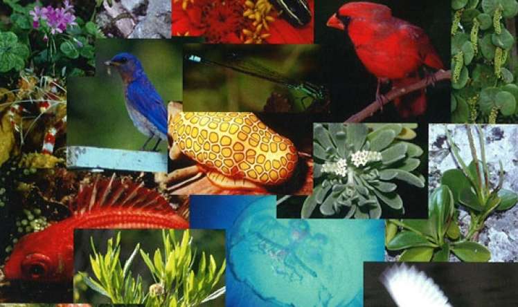 22 may – Beynəlxalq Biomüxtəliflik Günüdür 