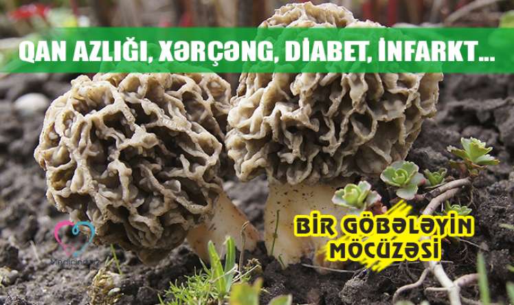 Qan azlığı, xərçəng, diabet, infarkt…  - BİR GÖBƏLƏYİN MÖCÜZƏSİ