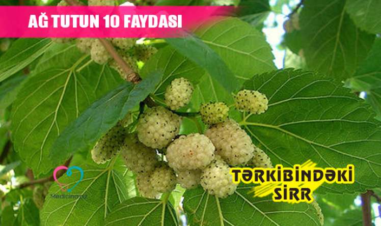 Ağ tutun inanılmaz 10 faydası -  Hər gün 100 qram yeyilsə...