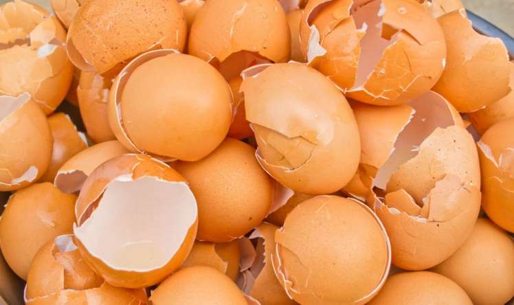 Yumurta qabığının inanılmaz faydaları  