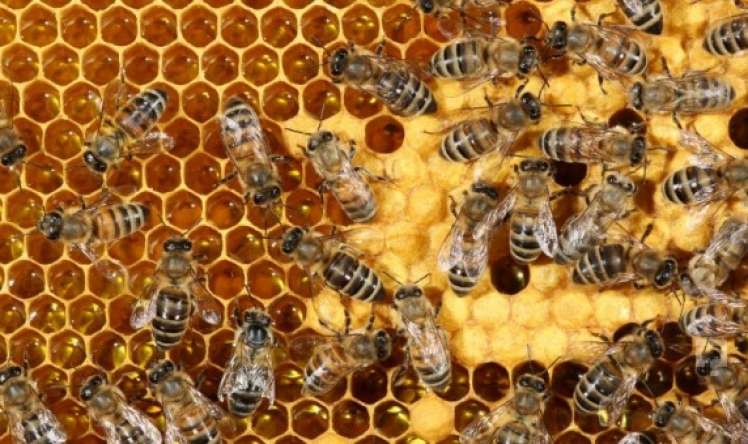 Allergik xəstəliklərdən sağalmaq üçün arı pətəyi havası ilə nəfəs alın 