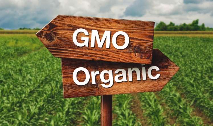 GMO olunmuş qidaların siyahısı 