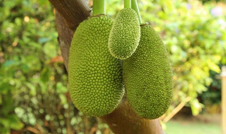  Dünyanın ağacda yetişən ən böyük meyvəsi-Jackfruit -  FAYDALARI