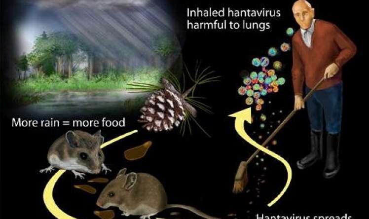 Çində daha bir qorxulu virus yayılmağa başladı 