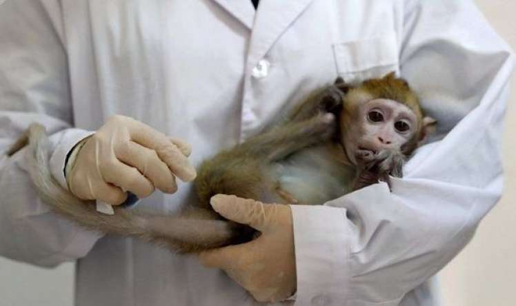 Koronavirus peyvəndləri makakalara vuruldu 