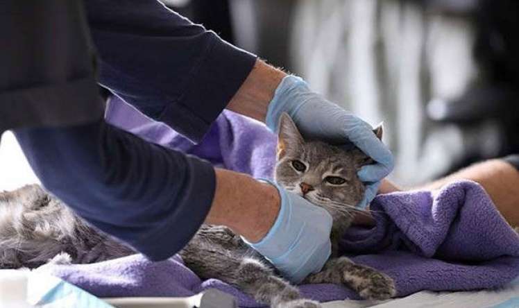 Moskvada pişikdə də koronavirus aşkarlandı 