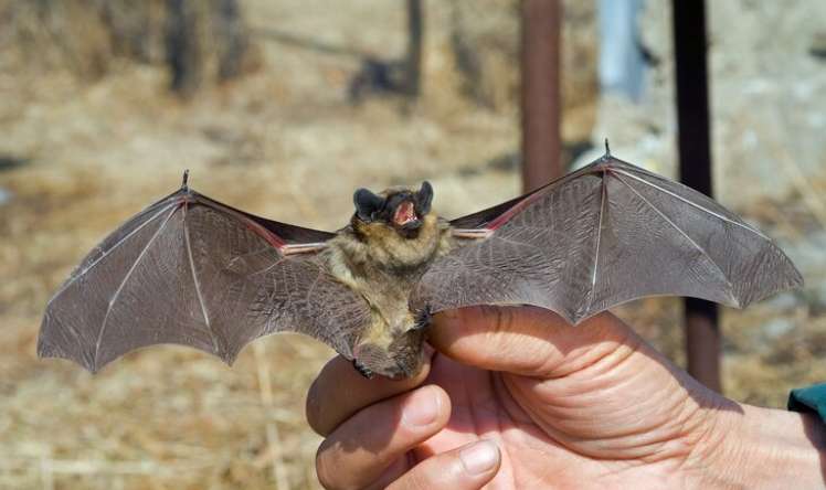 Rusiyada yarasalarda naməlum koronavirus növləri tapıldı  