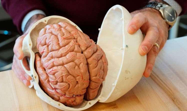 İnsanın 3 beyni var, onlar birlikdə işləyir   - Neyrobiologiyada SENSASİYA