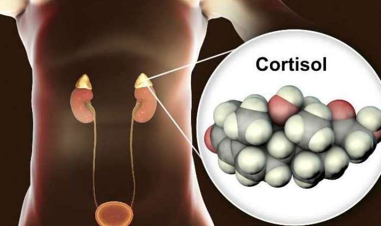 Stress hormonu: Kortizol - çox xəstəliklərin səbəbkarı  - Necə idarə edək?