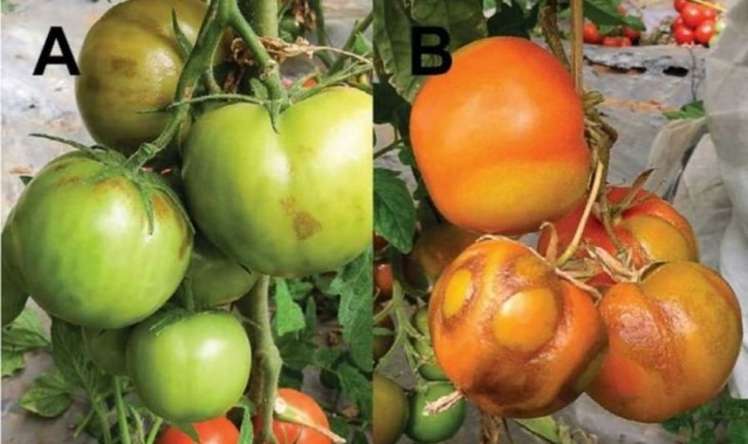 Azərbaycanda pomidorlarda virus yayılır? 