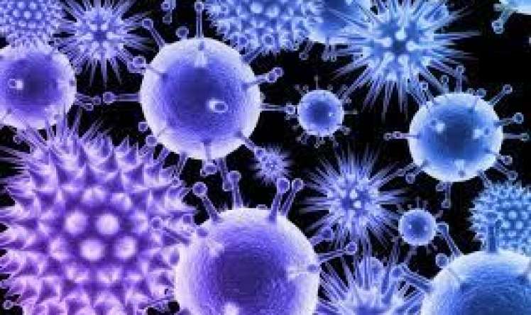  Virusları dəf edir, immuniteti gücləndirir 
