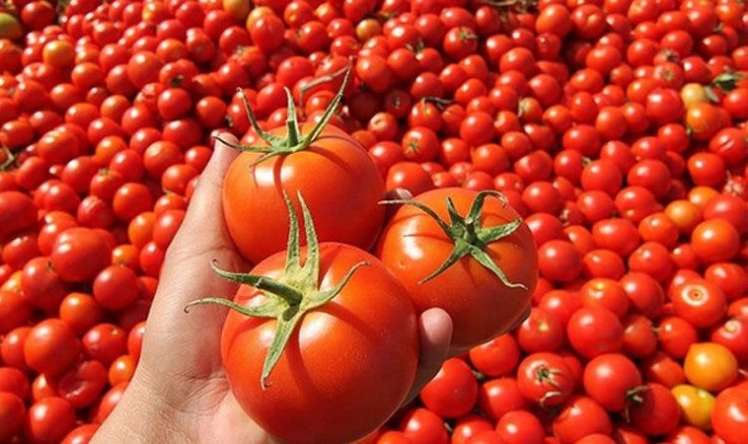 Tərkibində vaksin olan pomidorlar yetişdirilir 