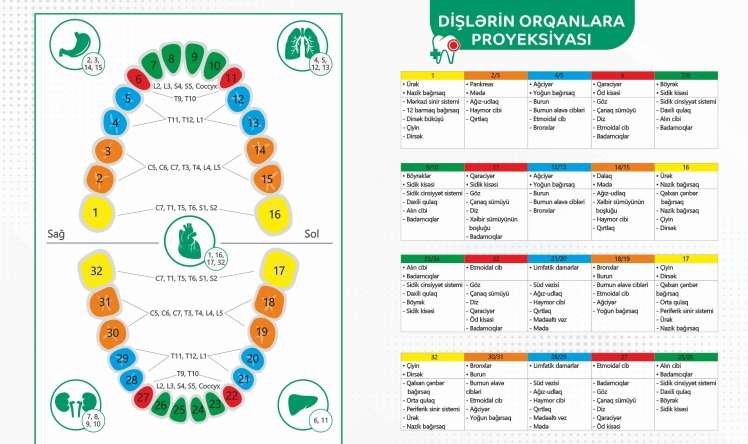 Diş və diş əti xəstəliklərində biotənzimləyici yanaşma  - Alman istehsalı preparatlar