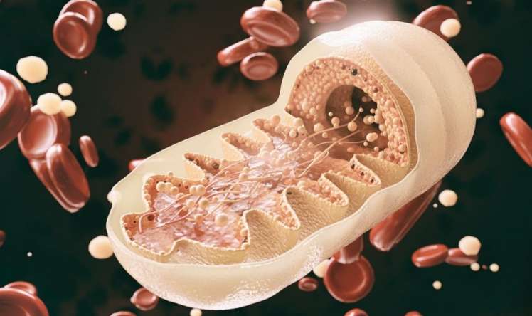 Qocalma prosesi necə baş verir  – Mitoxondriyalar ömrünü nə uzadır? 