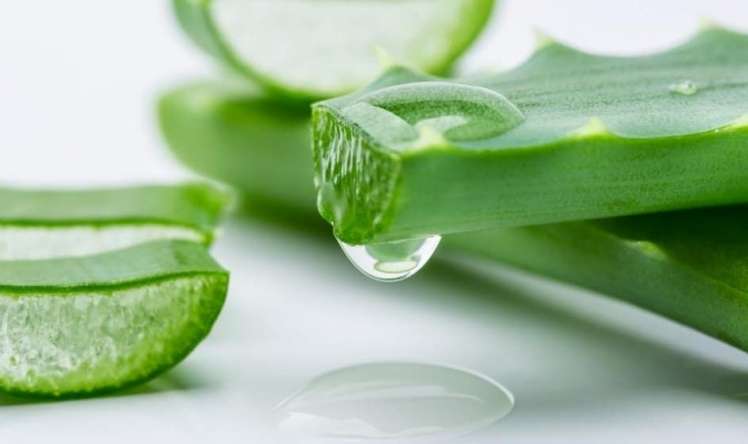 Aloe vera yarpaqlarında xərçəng yaradan    maddə var