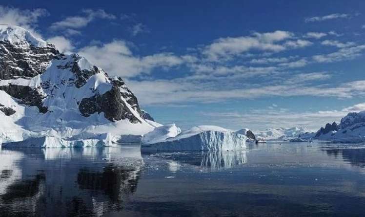 Antarktidada ilk dəfə quş qripi aşkarlandı 