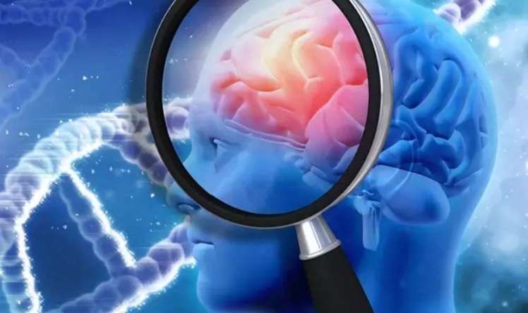 Bunları süfrənizdən əskik etməyin! –  Alzheimerdən və Parkinsondan qoruyur