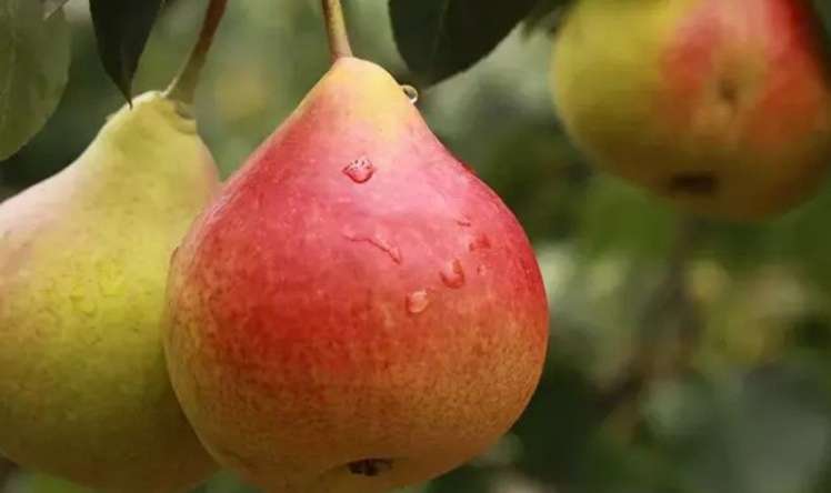 Armudun inanılmaz  5 faydası