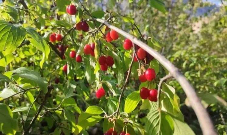 Ürəyi ağrıyanlar hər gün bu meyvədən yesinlər! –  Görün hansı faydaları var